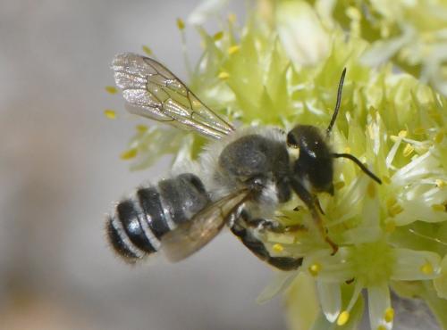 Réf. 262 915 : Megachile ericetorum